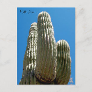 Saguaro-vykort Vykort