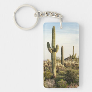 Saguarokaktus, Arizona, USA
