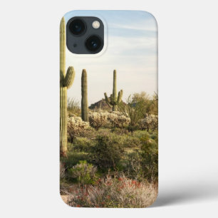 Saguarokaktus, Arizona, USA
