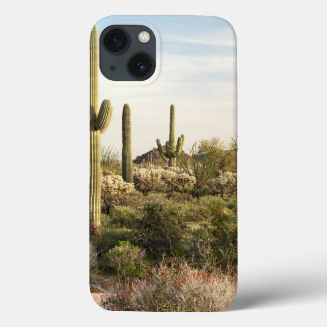 Saguarokaktus, Arizona, USA (Baksida)