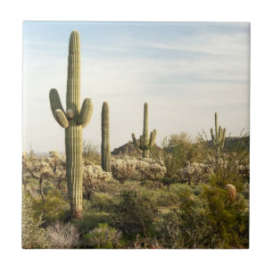 Saguarokaktus, Arizona, USA Kakelplatta