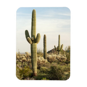 Saguarokaktus, Arizona, USA Magnet