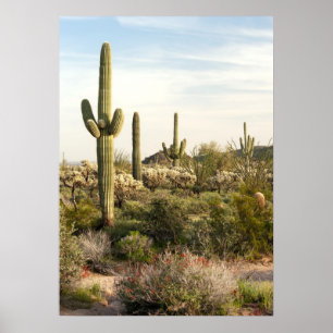 Saguarokaktus, Arizona, USA Poster