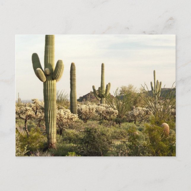 Saguarokaktus, Arizona, USA Vykort (Framsida)