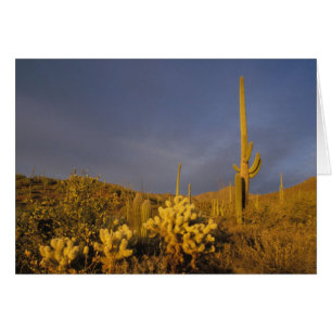 saguarokaktus, Carnegiea gigantea, och teddy Hälsningskort