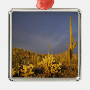 saguarokaktus, Carnegiea gigantea, och teddybjörn Julgransprydnad Metall
