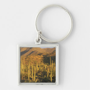 Saguarokaktus i Saguaro National Park nära Fyrkantig Silverfärgad Nyckelring