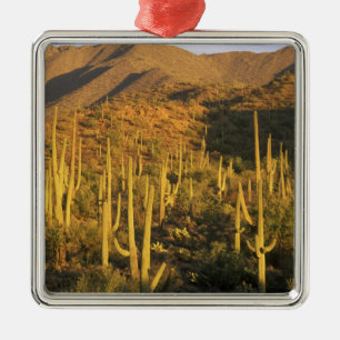 Saguarokaktus i Saguaro National Park nära Julgransprydnad Metall