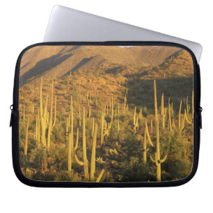 Saguarokaktus i Saguaro National Park nära Laptop Fodral