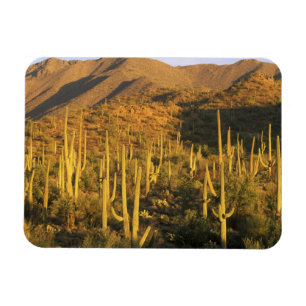 Saguarokaktus i Saguaro National Park nära Magnet