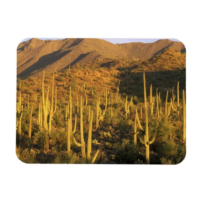 Saguarokaktus i Saguaro National Park nära Magnet (Horisontell)