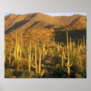 Saguarokaktus i Saguaro National Park nära Poster