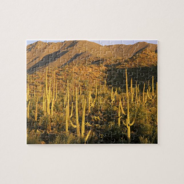Saguarokaktus i Saguaro National Park nära Pussel (Horisontell)