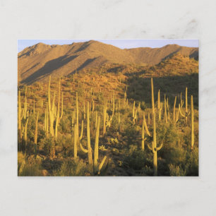 Saguarokaktus i Saguaro National Park nära Vykort