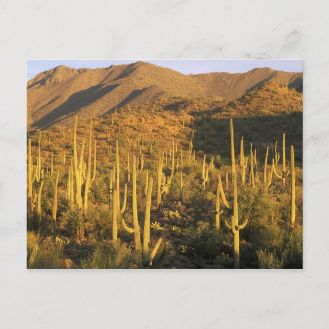 Saguarokaktus i Saguaro National Park nära Vykort (Framsida)