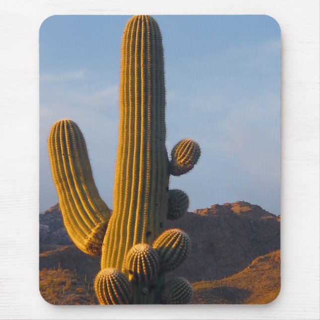 Saguarokaktus i solljus - Musmatta (Framsidan)