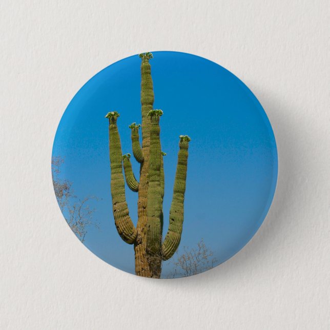 Saguarokaktus Knapp (Framsida)