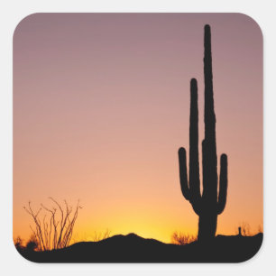 Saguarokaktus på solnedgången fyrkantigt klistermärke