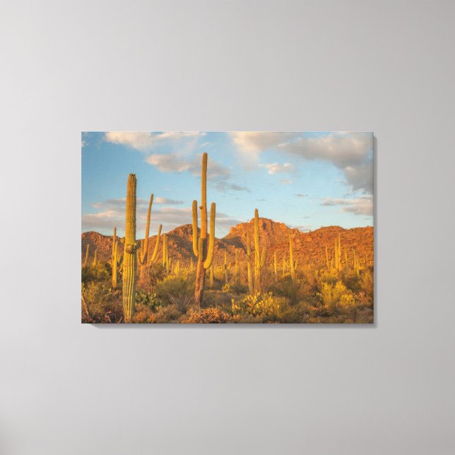 Saguarokaktus vid solnedgång, Arizona Canvastryck (Framsida)