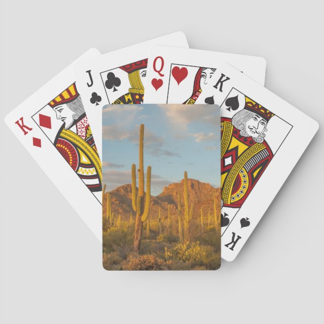 Saguarokaktus vid solnedgång, Arizona Casinokort (Baksidan)