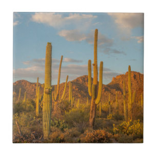 Saguarokaktus vid solnedgång, Arizona Kakelplatta