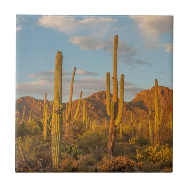 Saguarokaktus vid solnedgång, Arizona Kakelplatta (Framsidan)