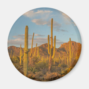Saguarokaktus vid solnedgång, Arizona Magnet