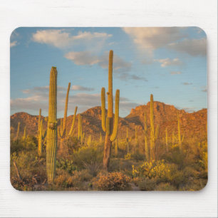 Saguarokaktus vid solnedgång, Arizona Musmatta