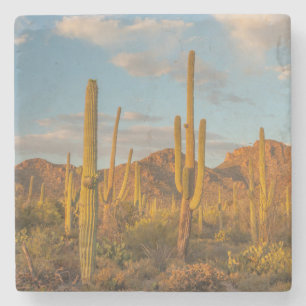 Saguarokaktus vid solnedgång, Arizona Stenunderlägg