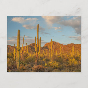 Saguarokaktus vid solnedgång, Arizona Vykort