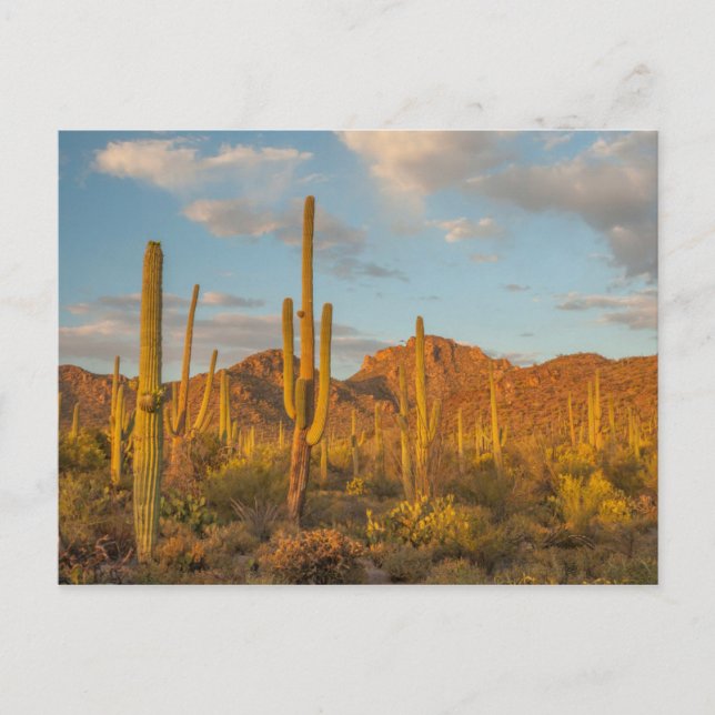 Saguarokaktus vid solnedgång, Arizona Vykort (Framsida)