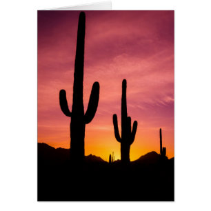 Saguarokaktus vid soluppgång, Arizona Hälsningskort