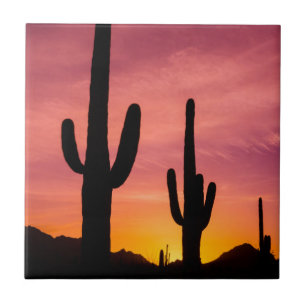 Saguarokaktus vid soluppgång, Arizona Kakelplatta