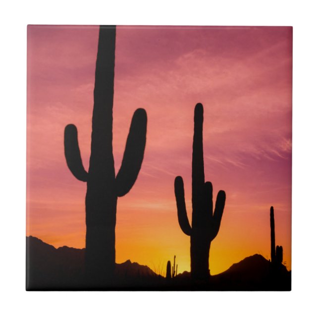 Saguarokaktus vid soluppgång, Arizona Kakelplatta (Framsidan)