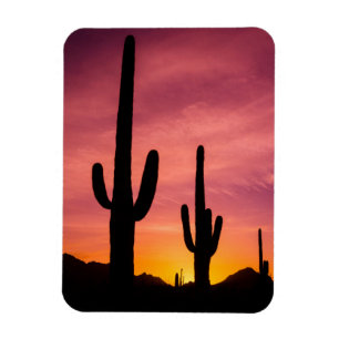 Saguarokaktus vid soluppgång, Arizona Magnet