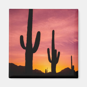 Saguarokaktus vid soluppgång, Arizona Magnet