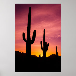 Saguarokaktus vid soluppgång, Arizona Poster