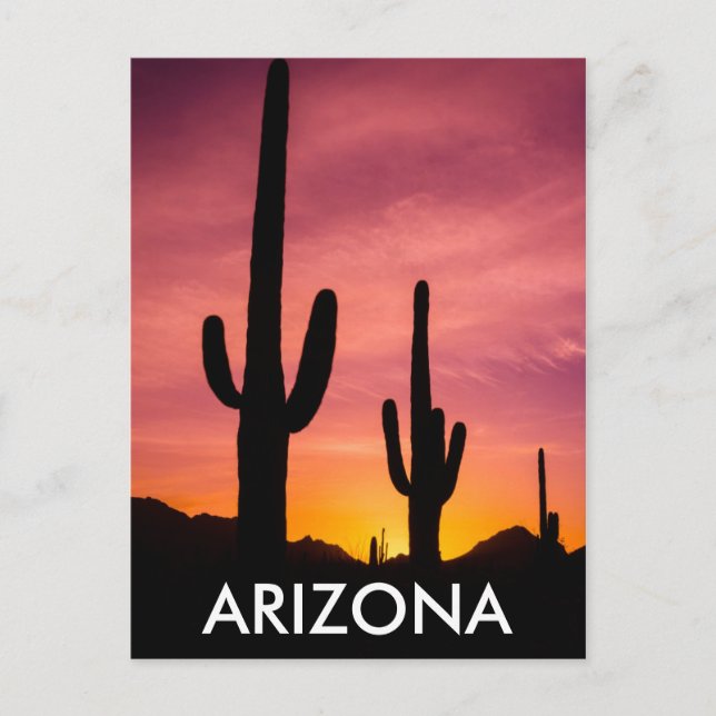 Saguarokaktus vid soluppgång, Arizona Vykort (Framsida)
