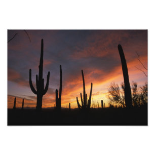 saguarokaktusar, Carnegiea gigantea, efter Fototryck