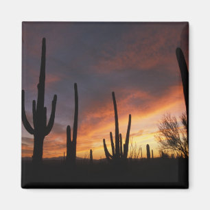 saguarokaktusar, Carnegiea gigantea, efter Magnet