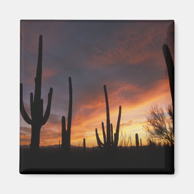 saguarokaktusar, Carnegiea gigantea, efter Magnet (Framsidan)