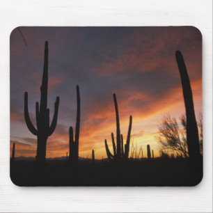 saguarokaktusar, Carnegiea gigantea, efter Musmatta