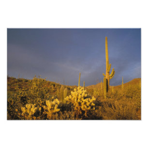 saguarokaktusar, Carnegiea gigantea och teddybjörn Fototryck