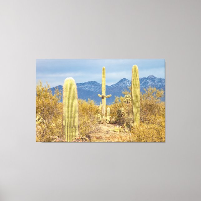 Saguarokaktusar i ökenlandskap canvastryck (Framsida)