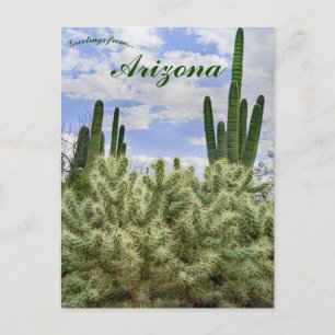 Saguarokaktusar i Tucson Arizona Vykort