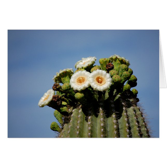 Saguarokaktusblommar Hälsningskort (Framsidan Horizontal)