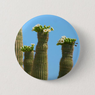 Saguarokaktusblommar Knapp