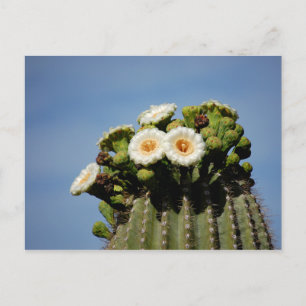 Saguarokaktusblommar Vykort