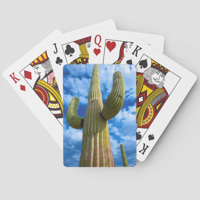 Saguarokaktusporträtt, Arizona Casinokort (Baksidan)