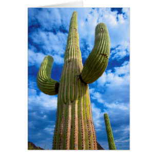 Saguarokaktusporträtt, Arizona Hälsningskort
